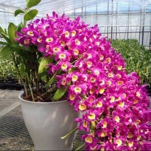 Meet your Posher, Reem